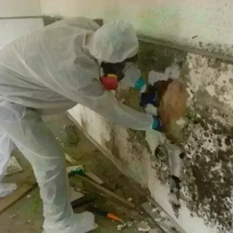 Mold Remediation and Removal in Dalworthington Gardens, TX